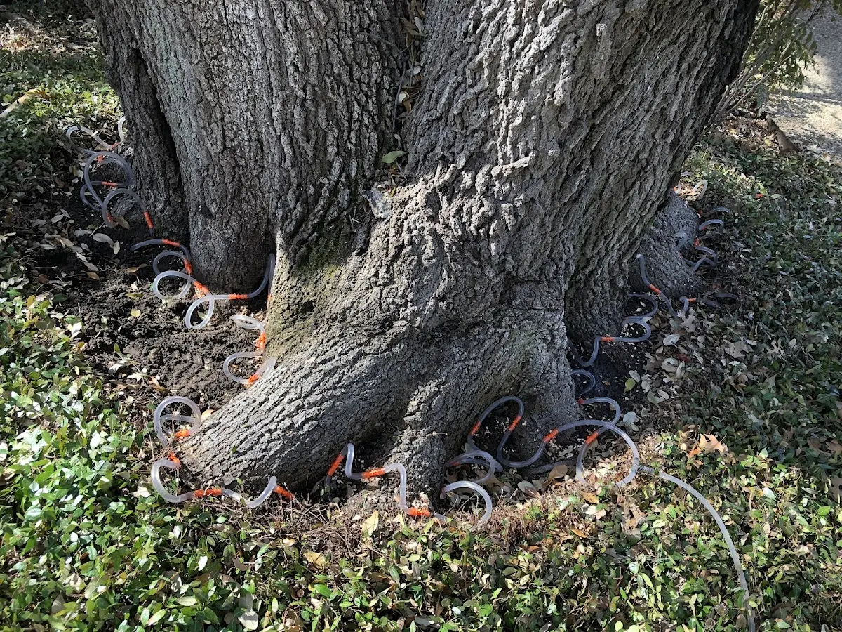 Detailed Tree Cabling and Bracing job site in Breesport