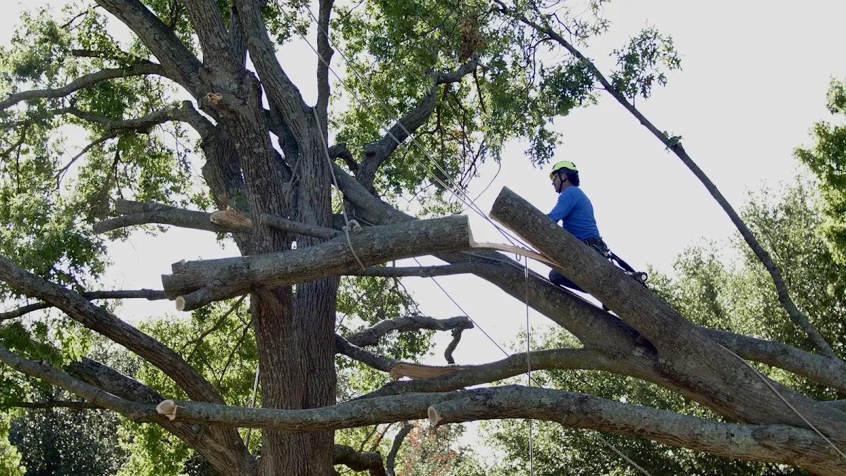 Professional Hazardous Tree Removal performed by certified arborists in Breesport