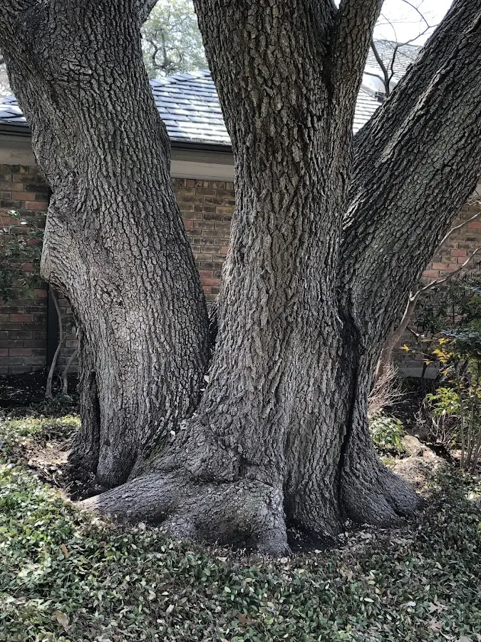 Mature heritage tree close to a Breesport property cared for by certified arborists